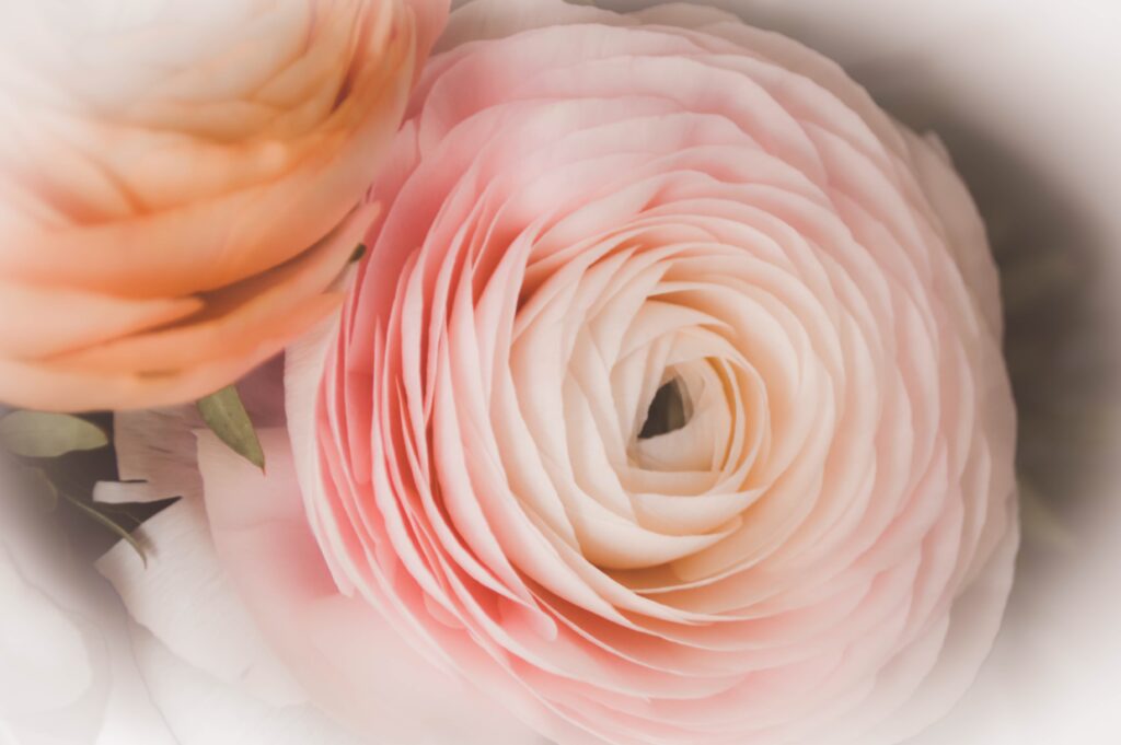 Ranunkeln Deko Beauty Streich Offingen